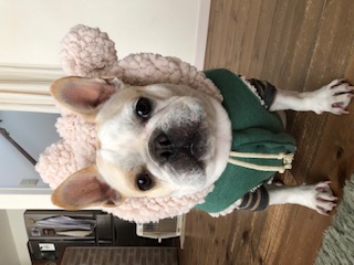 ウニちゃんです(o^^o)