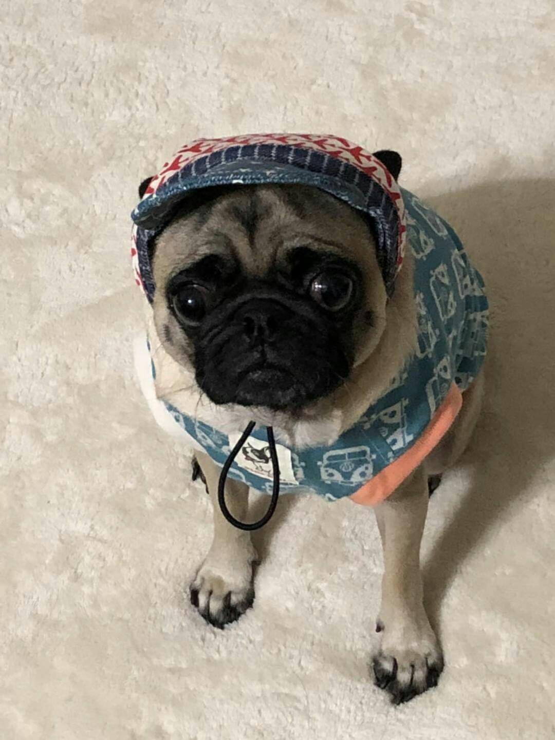 パグ犬の小梅ちゃんです(๑'ᴗ'๑)