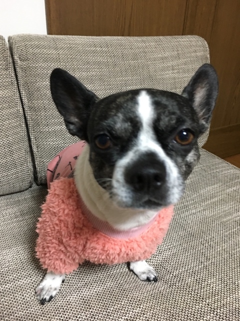 チワブルのブブちゃんです(o^^o)