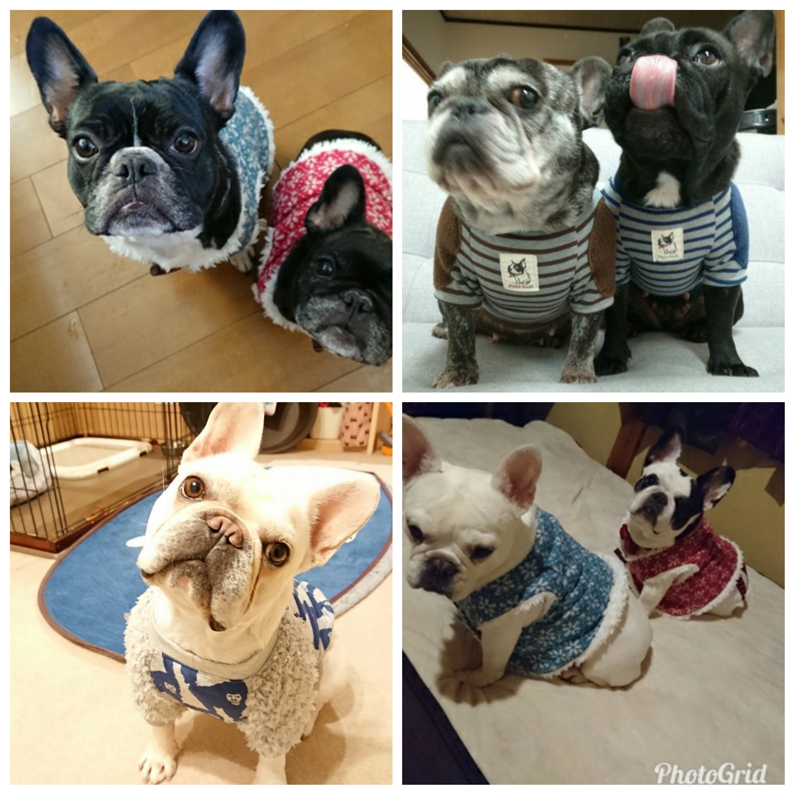 ②まとめてワンコ写真ご紹介します(^з^)-☆