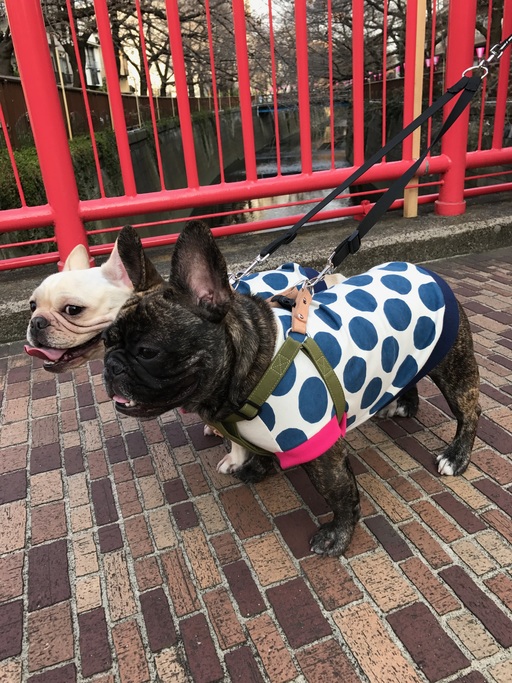 こちらはオーダーをいただいたU様のブヒちゃん達です。お散歩お散歩～♬♬♪とってもカワイイです♡