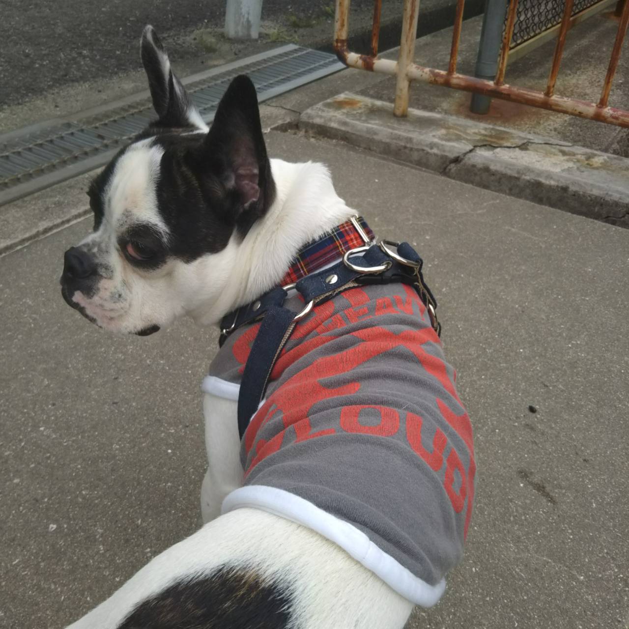 なんと！白リブは私のキャミソールなり～(▼∀▼)