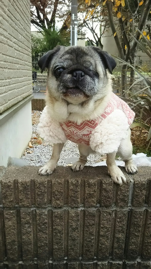 東京都K様のパグちゃん♀です♡