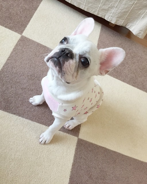 三重県のブランちゃん♀デス（๑・౩・๑）