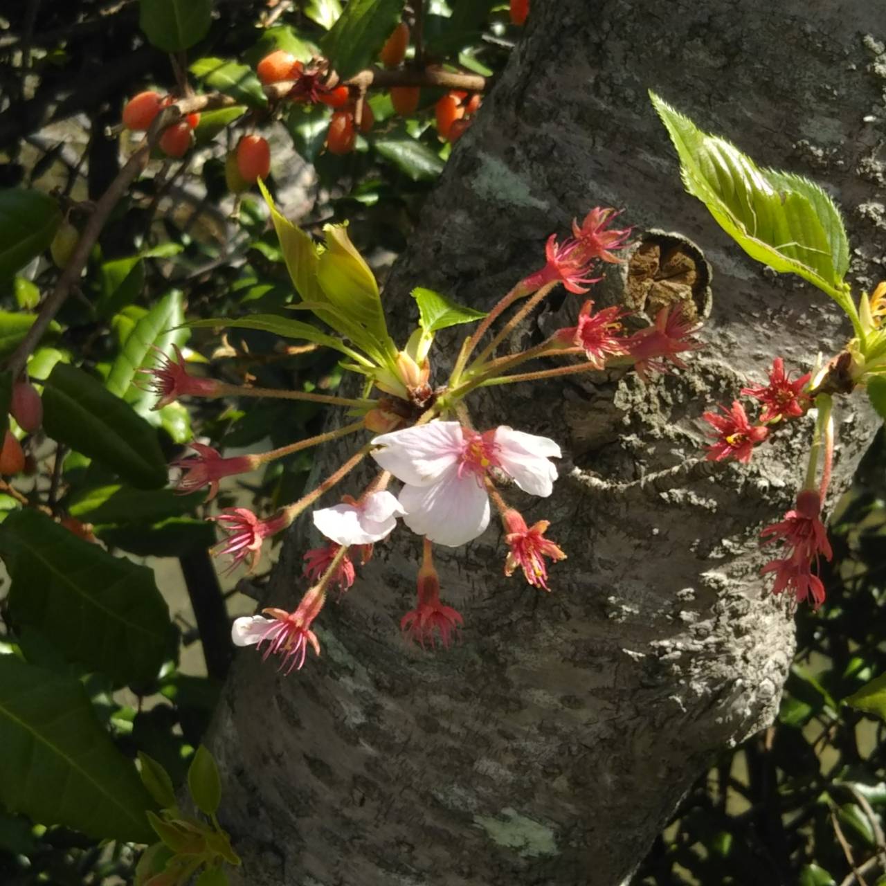 桜も散ってしまいましたが…