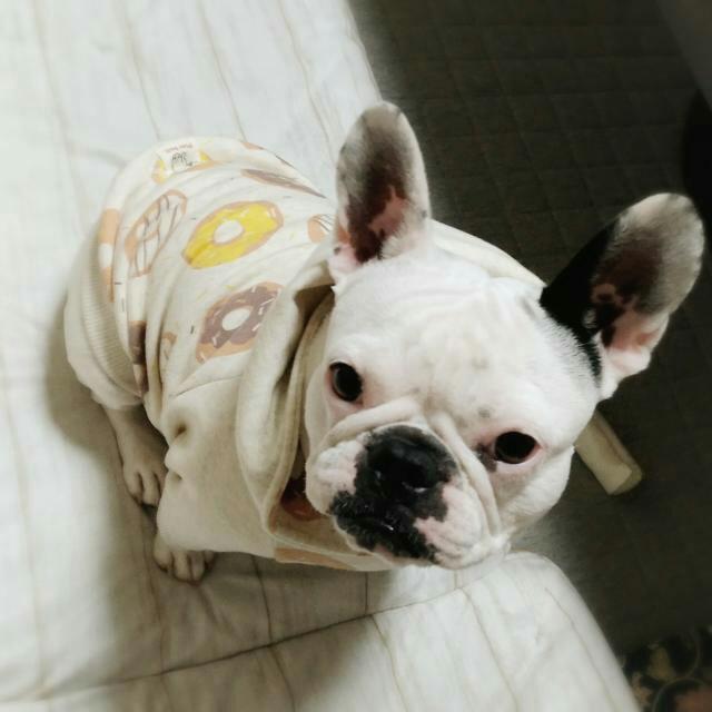 ハナちゃんです(o^^o)フレブルとパグのmix犬だブヒ(ゝω・)
