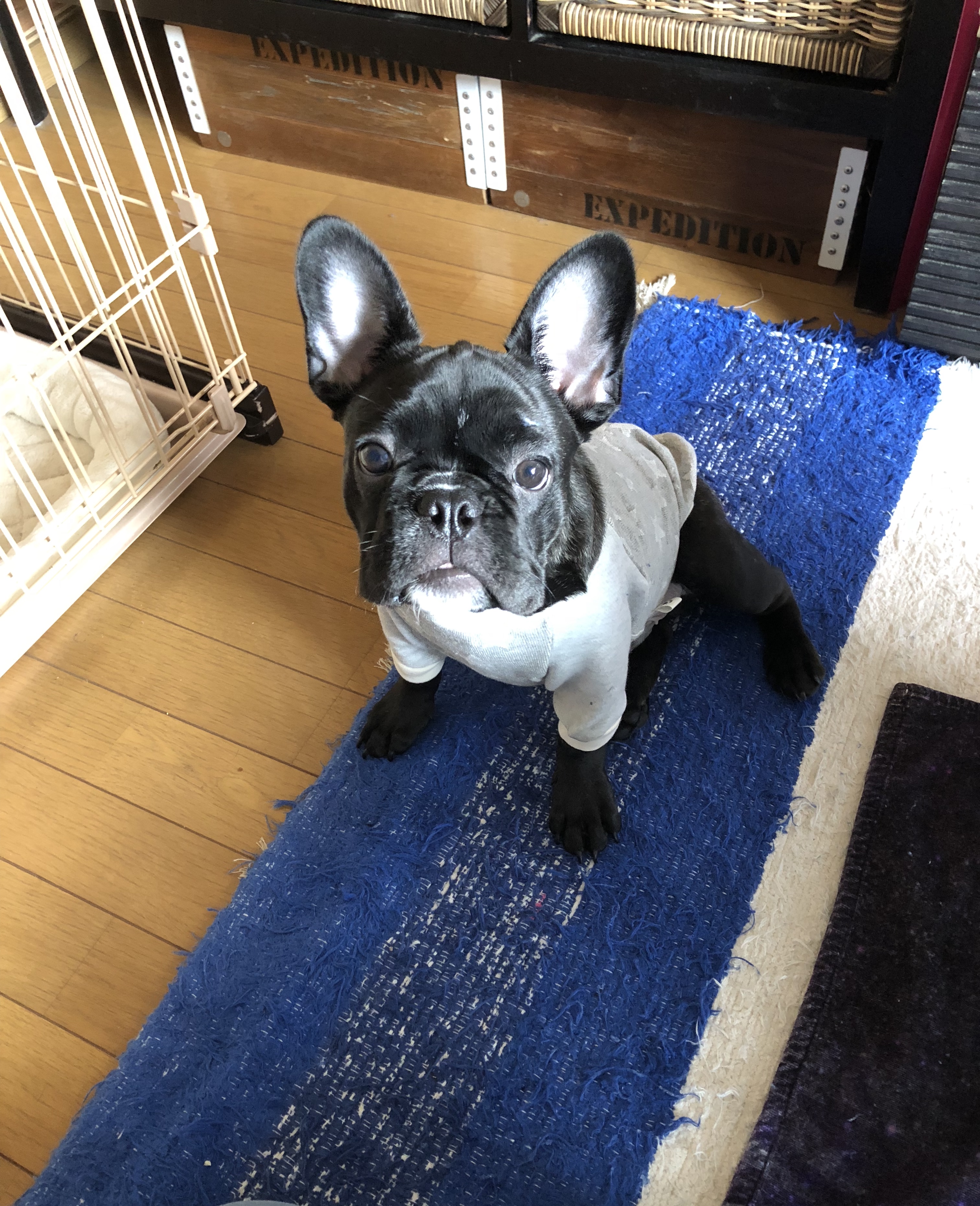 福島県K様のフレブルちゃんです！