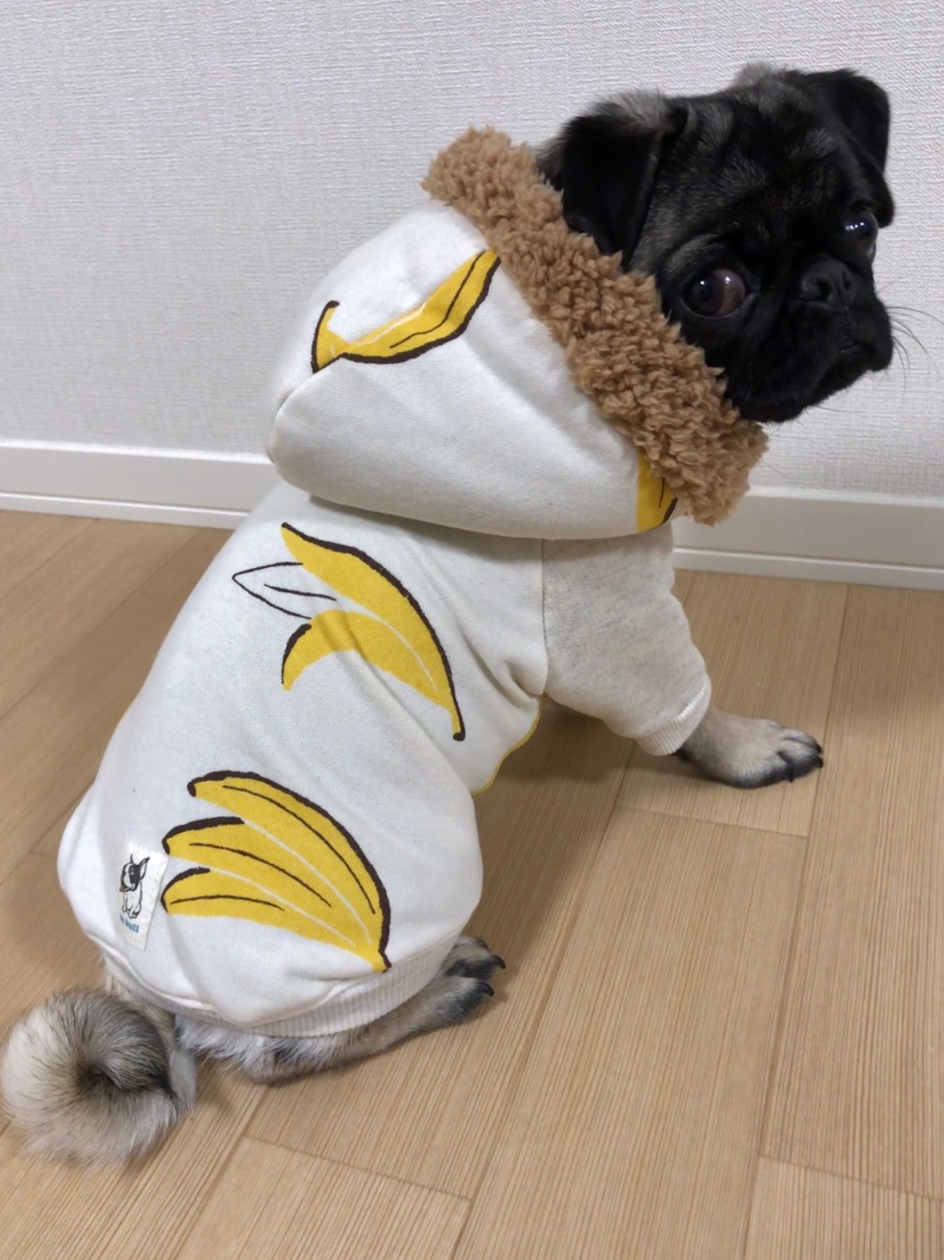生後半年のパグ犬ネムリちゃん♀です（๑・౩・๑）