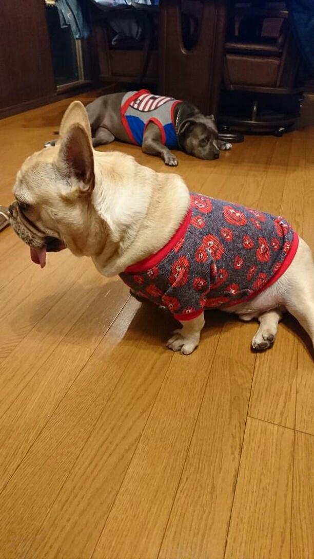 豆蔵くんです (｡･ω･｡)