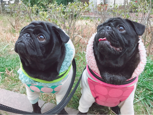 大阪府のろくた君とむつこちゃんです(๑'ᴗ'๑)