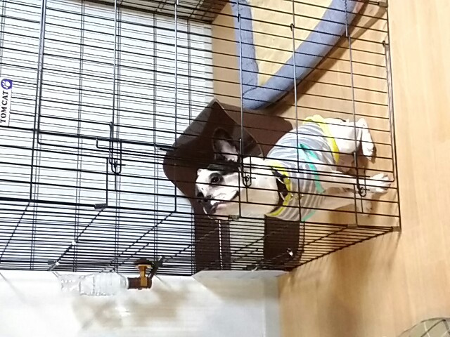 出してもらえるまで角っこに顎のっけてじぃーっと待ってるポーズです(￣∇￣)