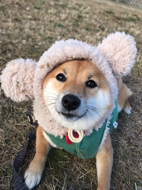 豆柴のあんこちゃんです(o^^o)