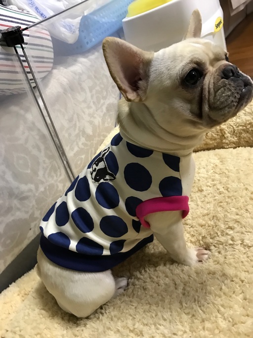 こちらはU様のクリームのブヒちゃん٩(๑❛ᴗ❛๑)۶