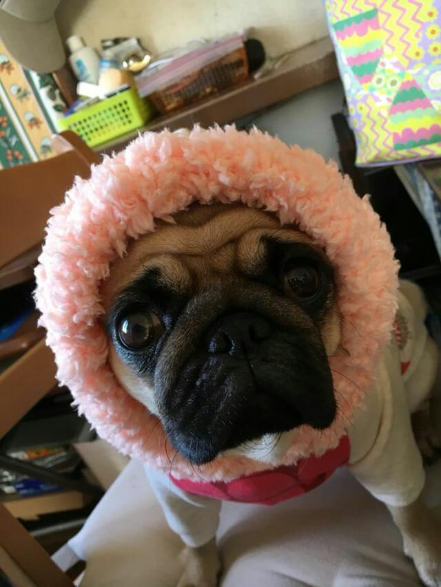 パグ犬のきなこちゃん♀(๑'ᴗ'๑)