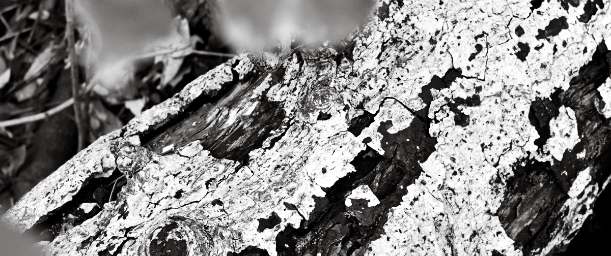 あるがままということの一つに