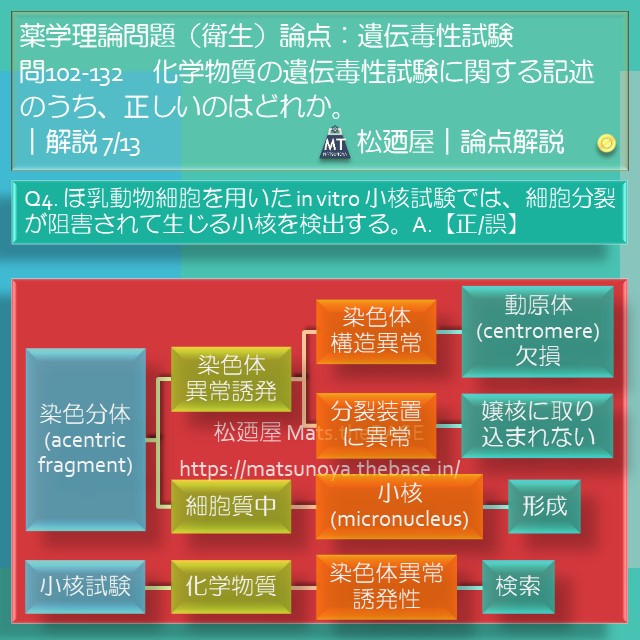 松廼屋｜論点解説　薬剤師国家試験対策ノート問102-132【衛生】論点：遺伝毒性試験(3)