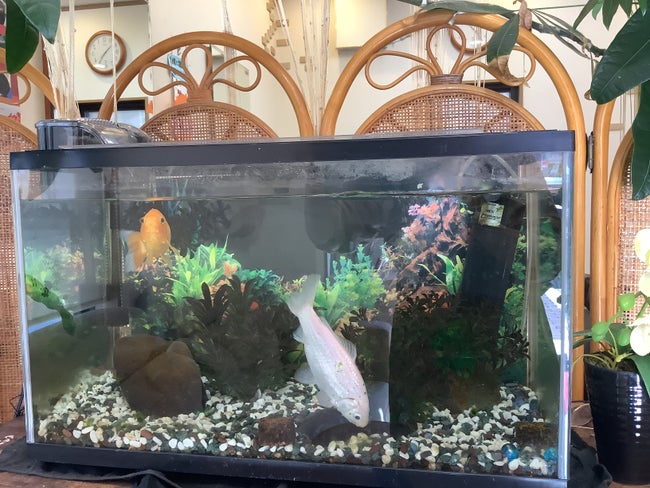 当店の１０年目の　　金魚　　金さん　銀さん