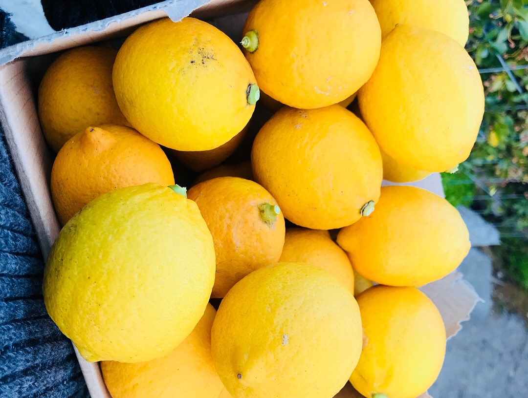 【完全無農薬レモン＆はっさく】レモン収穫量日本一の「広島・瀬戸田」から産地直送でお届けいたします！