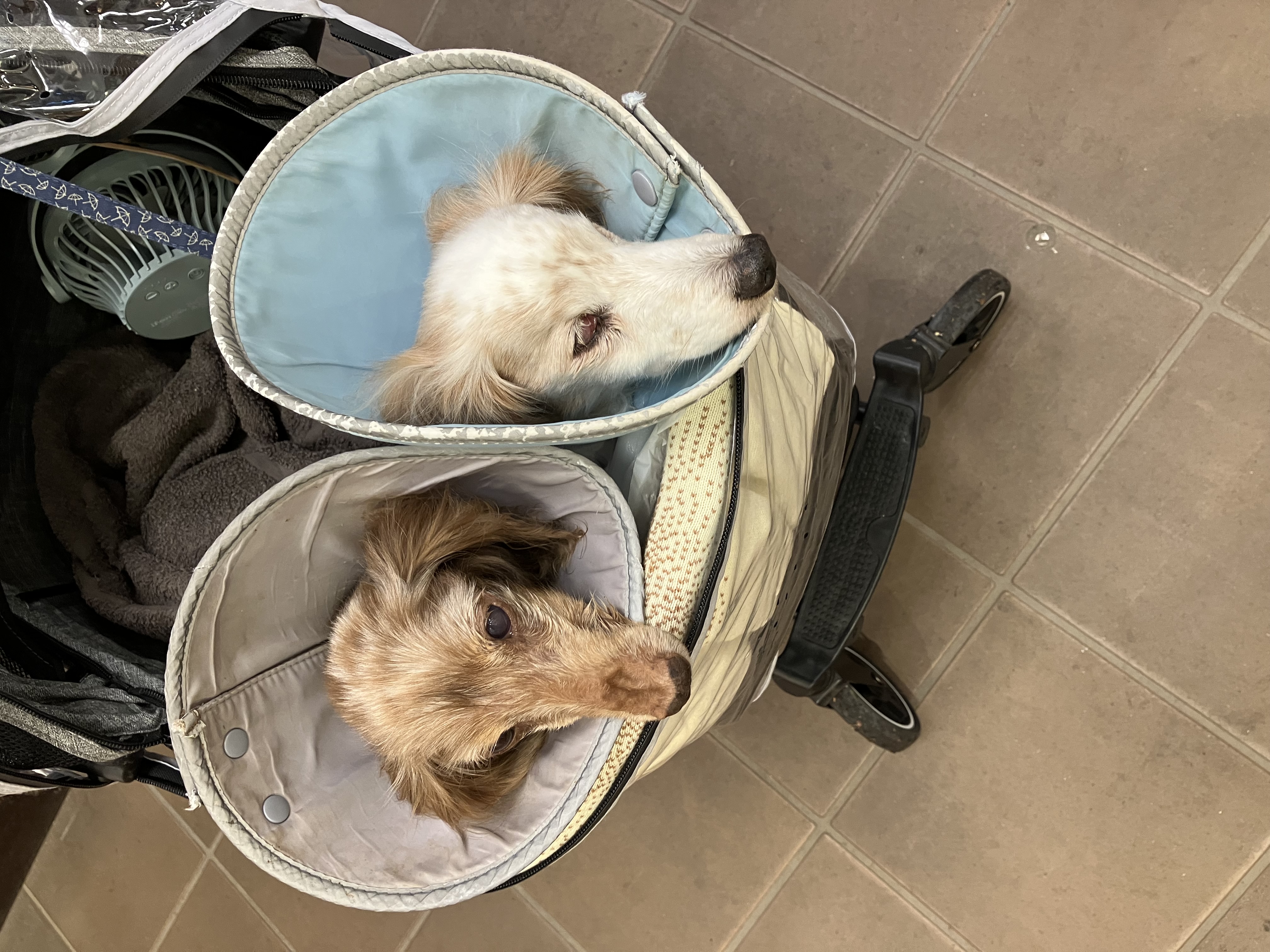 ８月８日の来館犬です