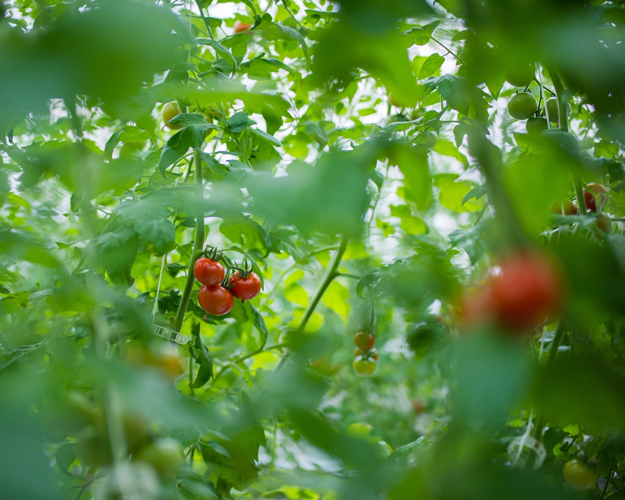 超トマトは植え替えのため、今期は6月5日(金)が最終発送日になります。