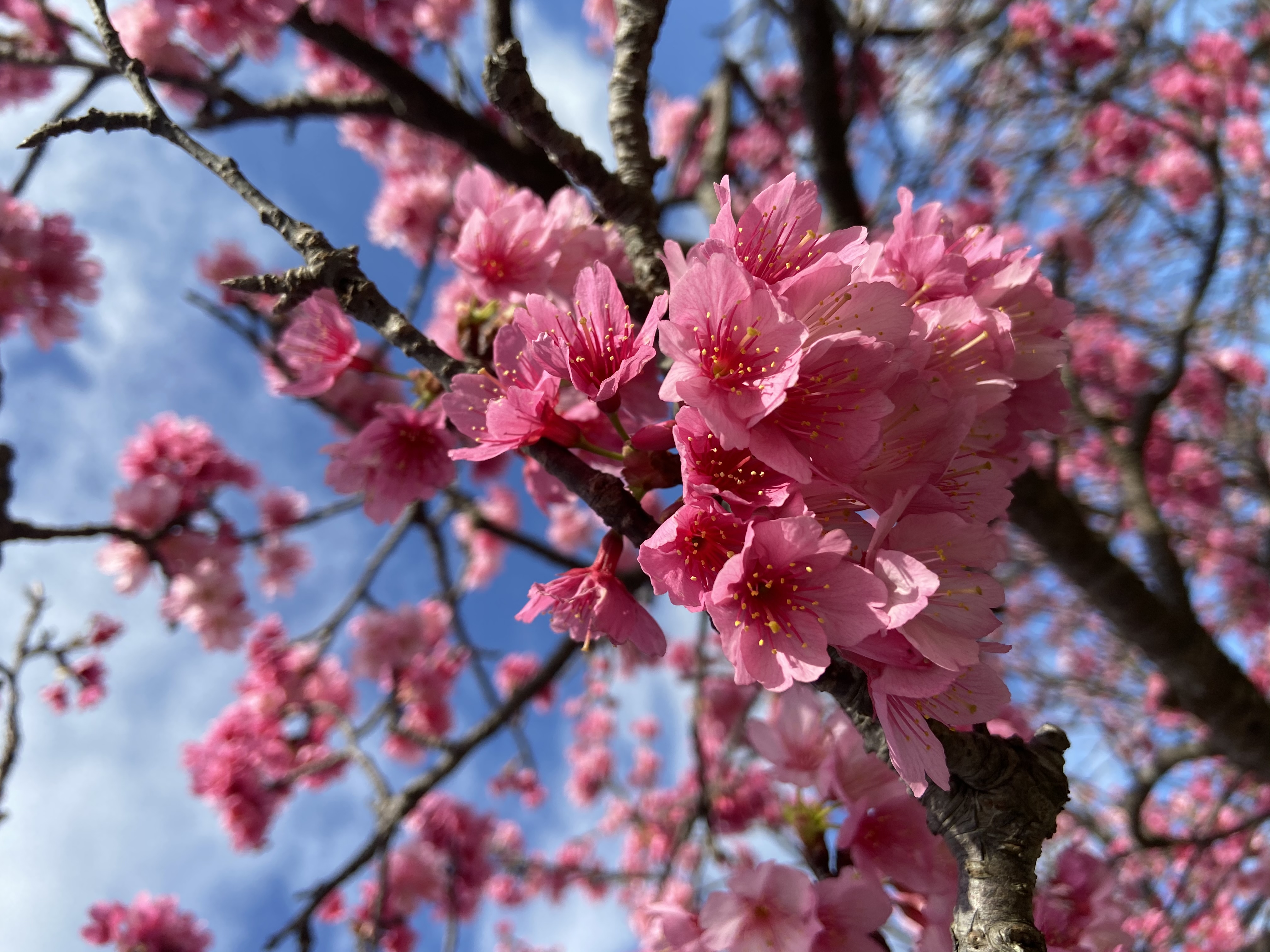 え？3月꒰꒪꒫꒪⌯꒱