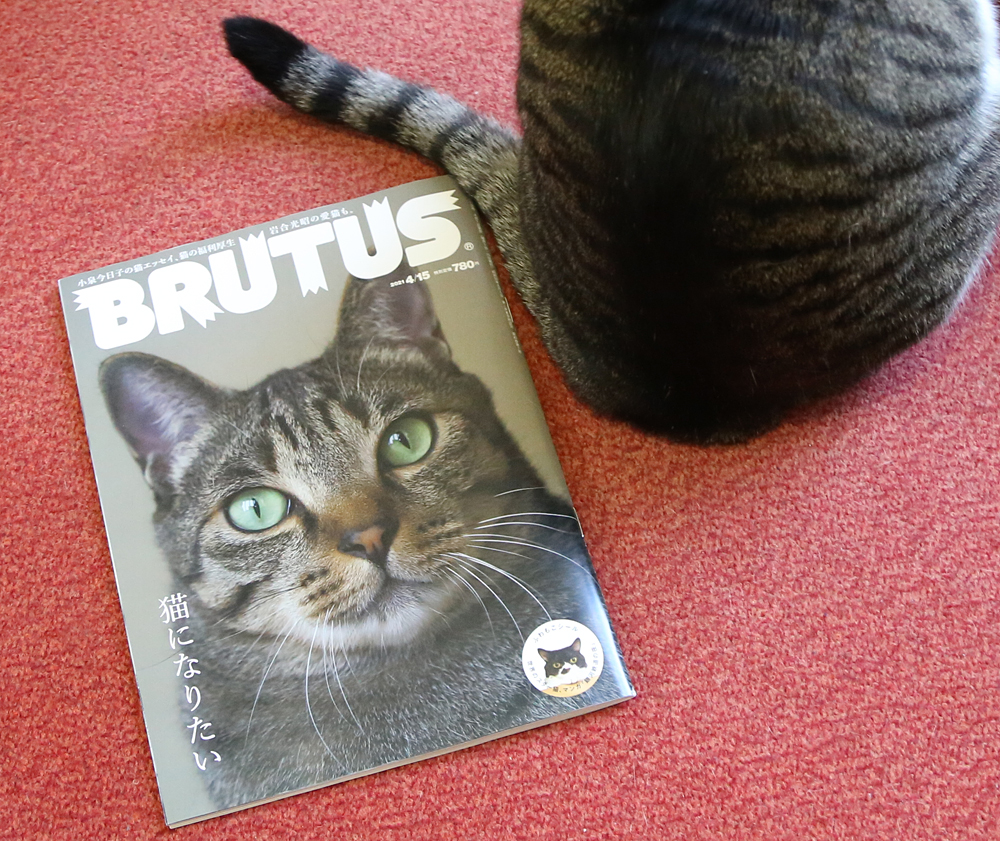マガジンハウス「BRUTUS」に当店が掲載されました