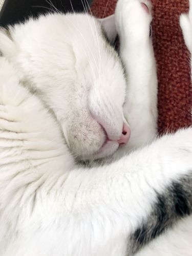 「猫柄ぽち袋・猫柄祝儀袋」大集合