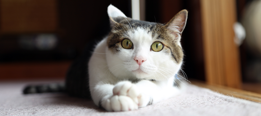 梅雨・盛夏にオススメの猫雑貨「傘」ぞくぞく入荷