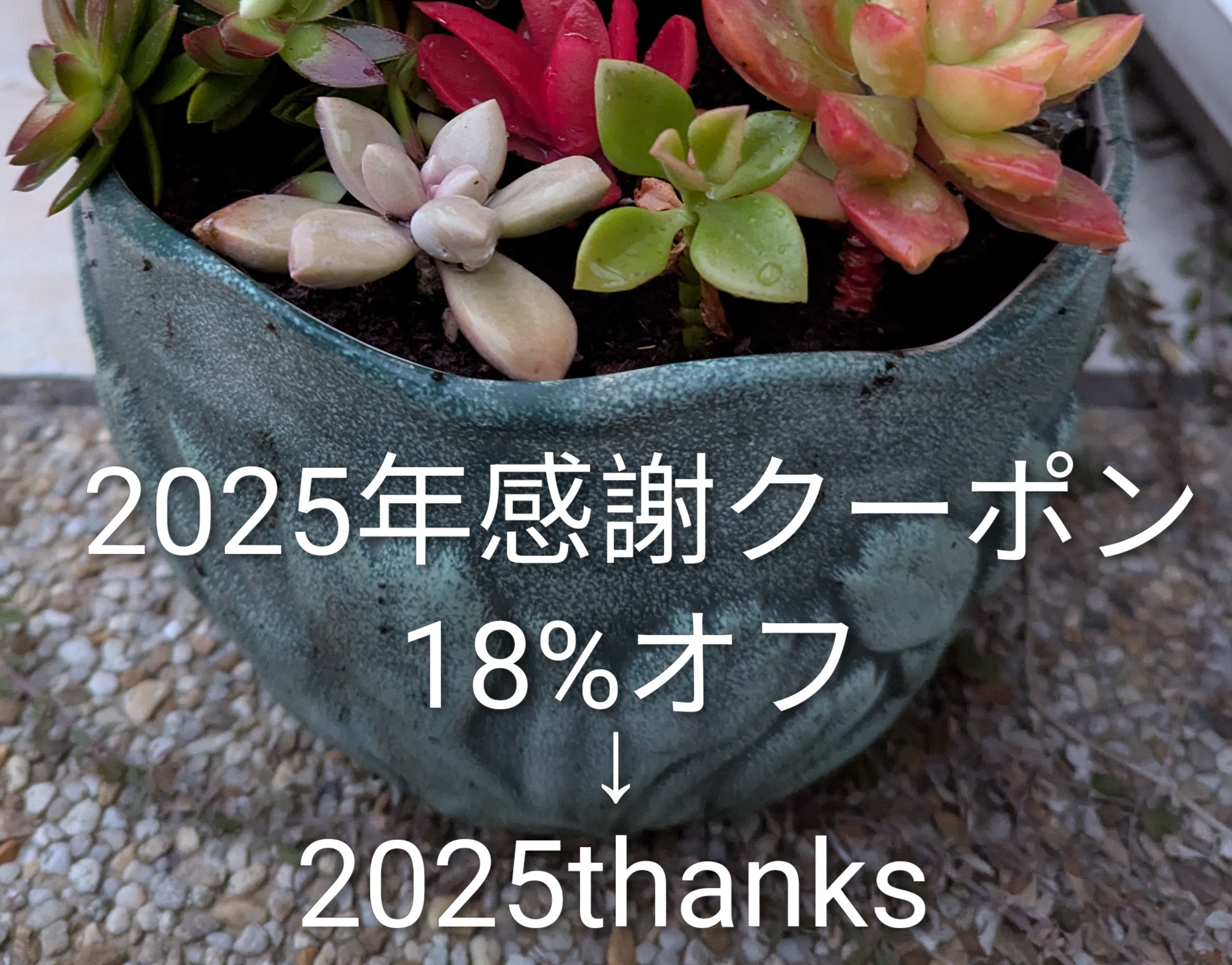 2025年感謝クーポンをお届けいたします🎁✨