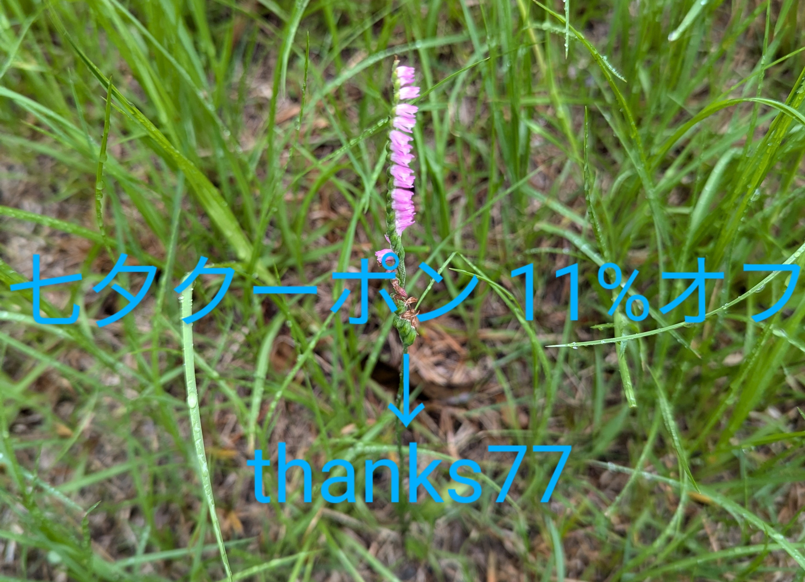 七夕クーポン 11%オフのお知らせです🎋✨