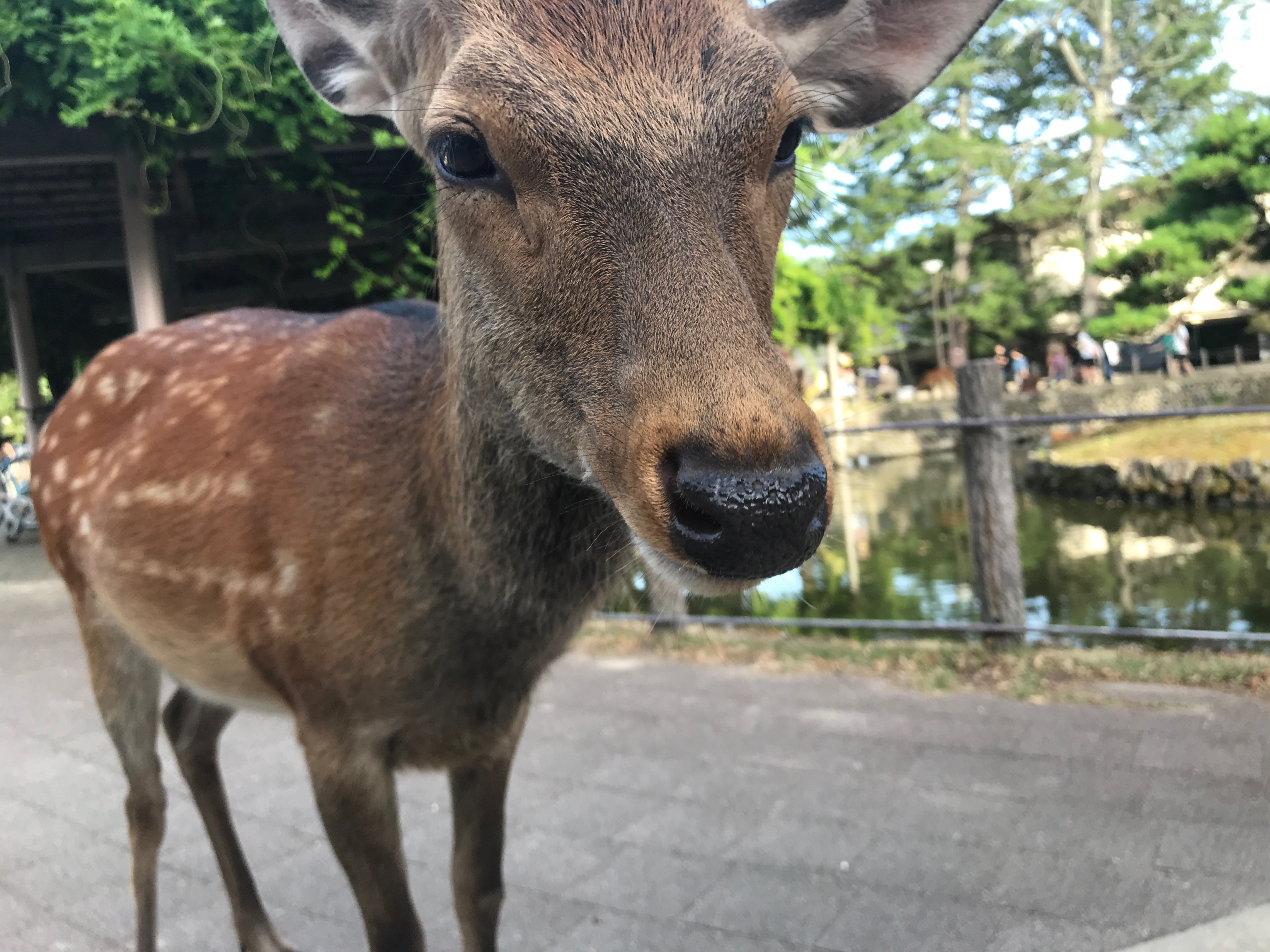NARA PARK