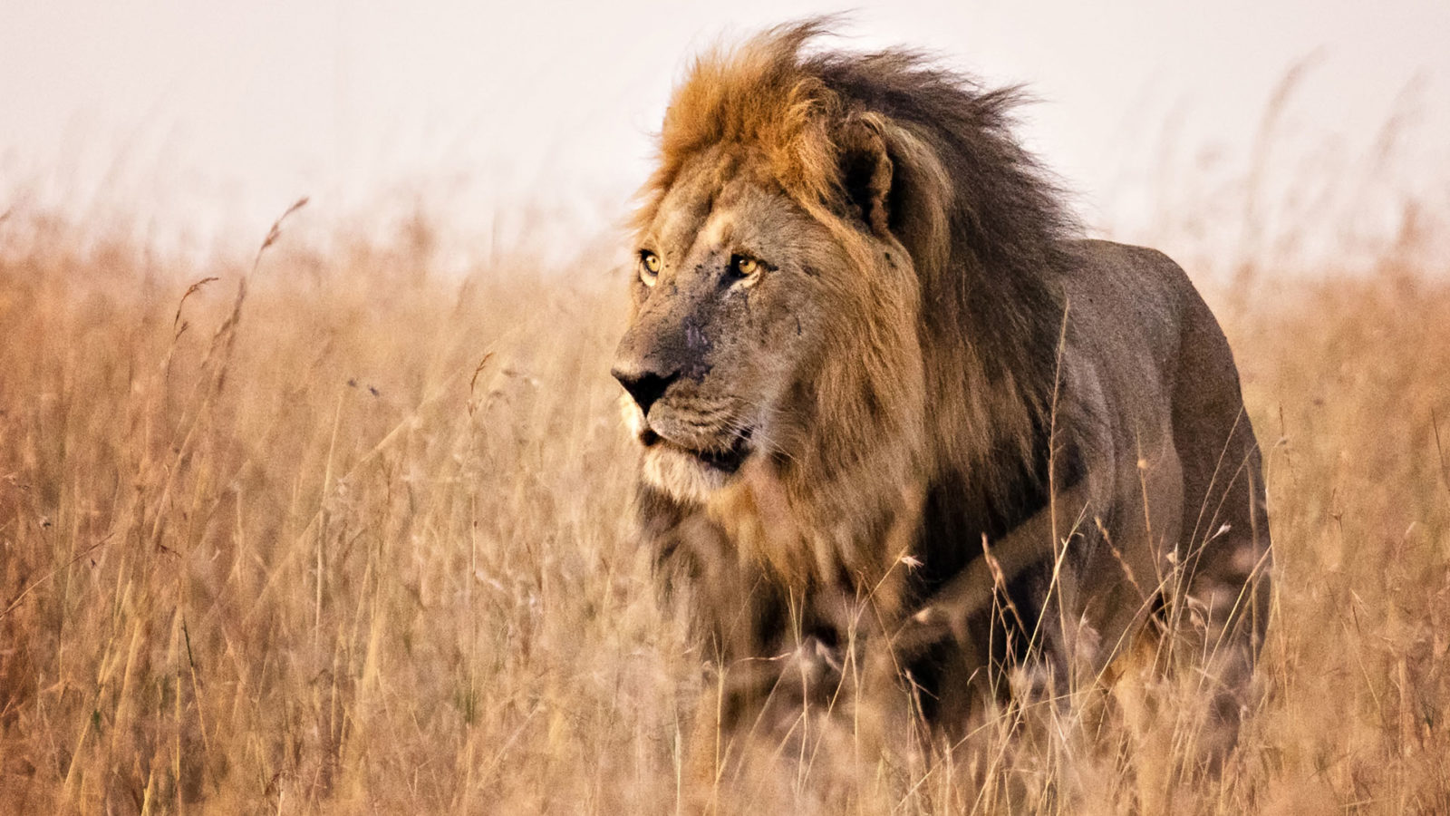 Africa