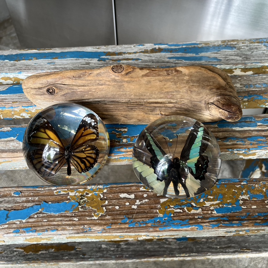 REAL BUG : BUTTERFLY DOME PAPERWEIGHT