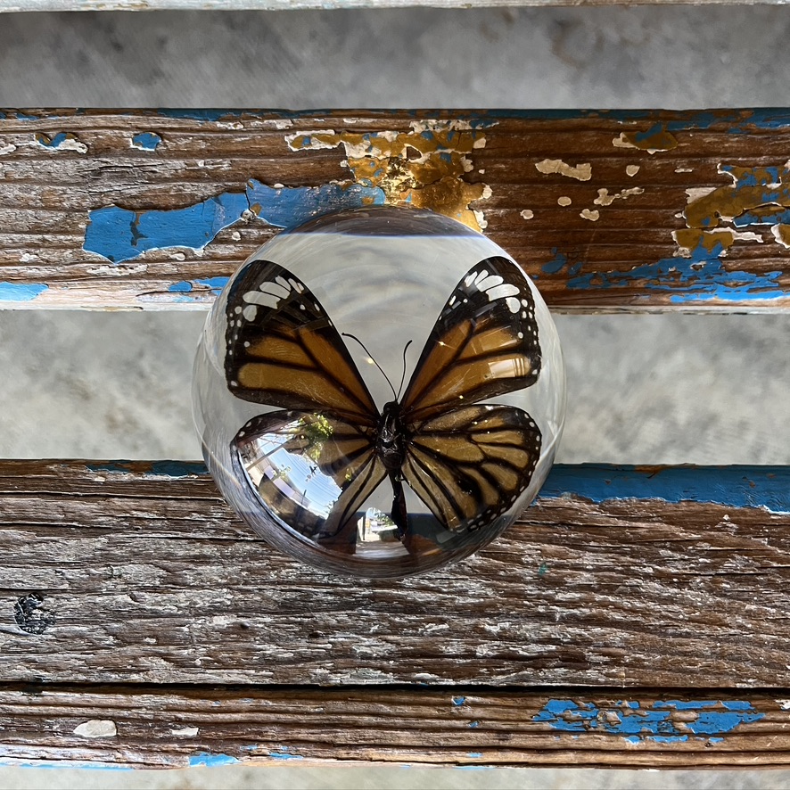 REAL BUG : BUTTERFLY DOME PAPERWEIGHT