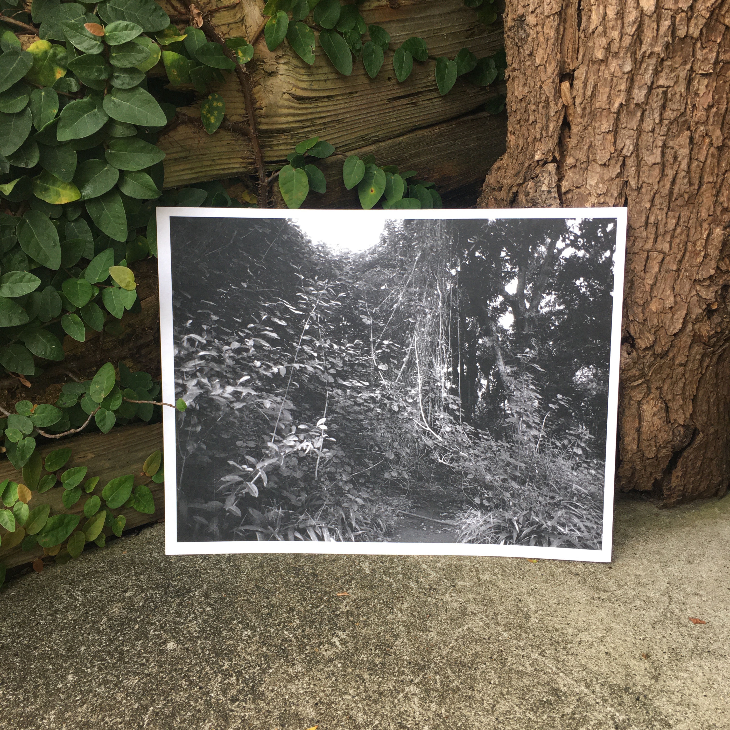  RAY POTES : Secret Trail Maunawill falls 8.5×11 
