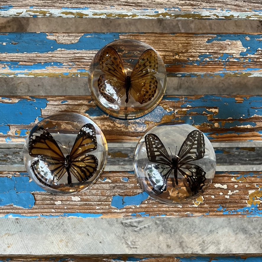 REAL BUG : BUTTERFLY DOME PAPERWEIGHT