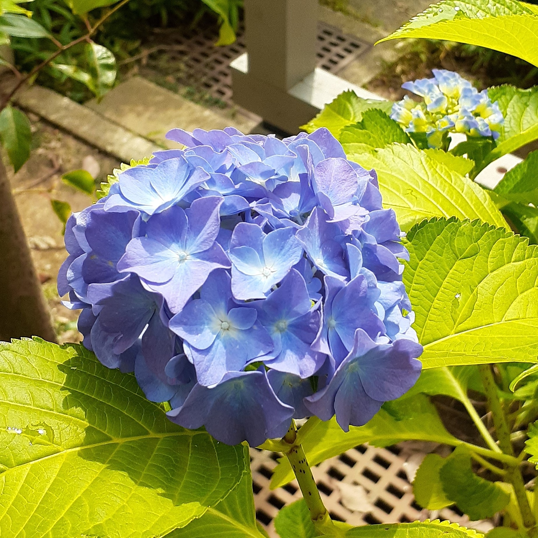 あじさいの季節