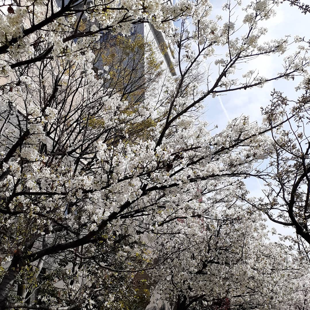 春爛漫
