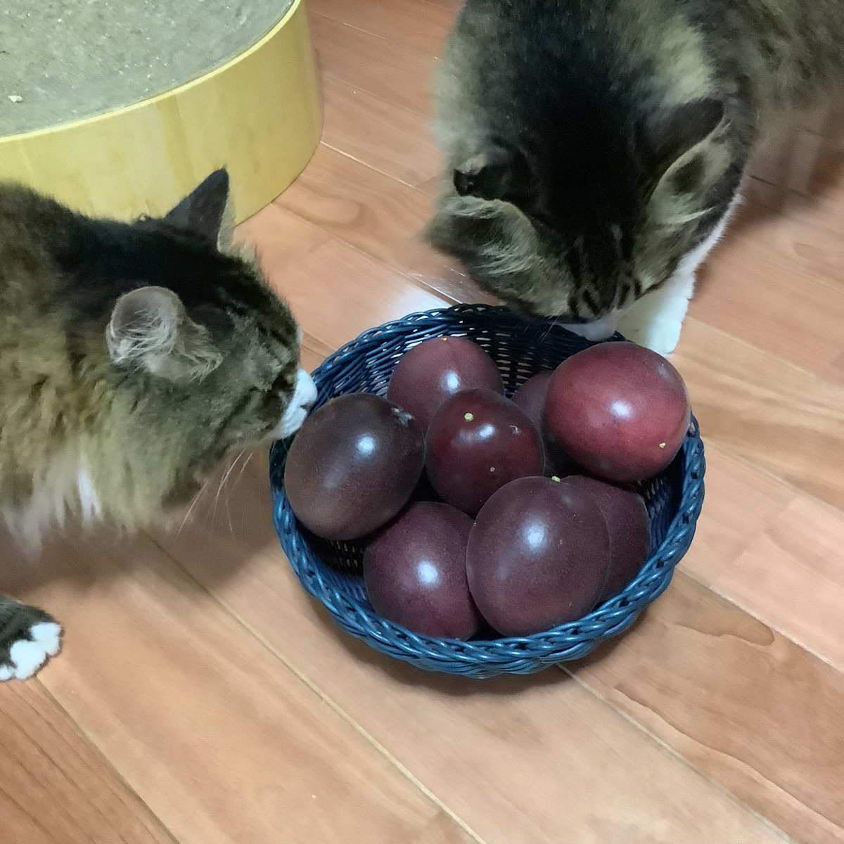 収穫です。