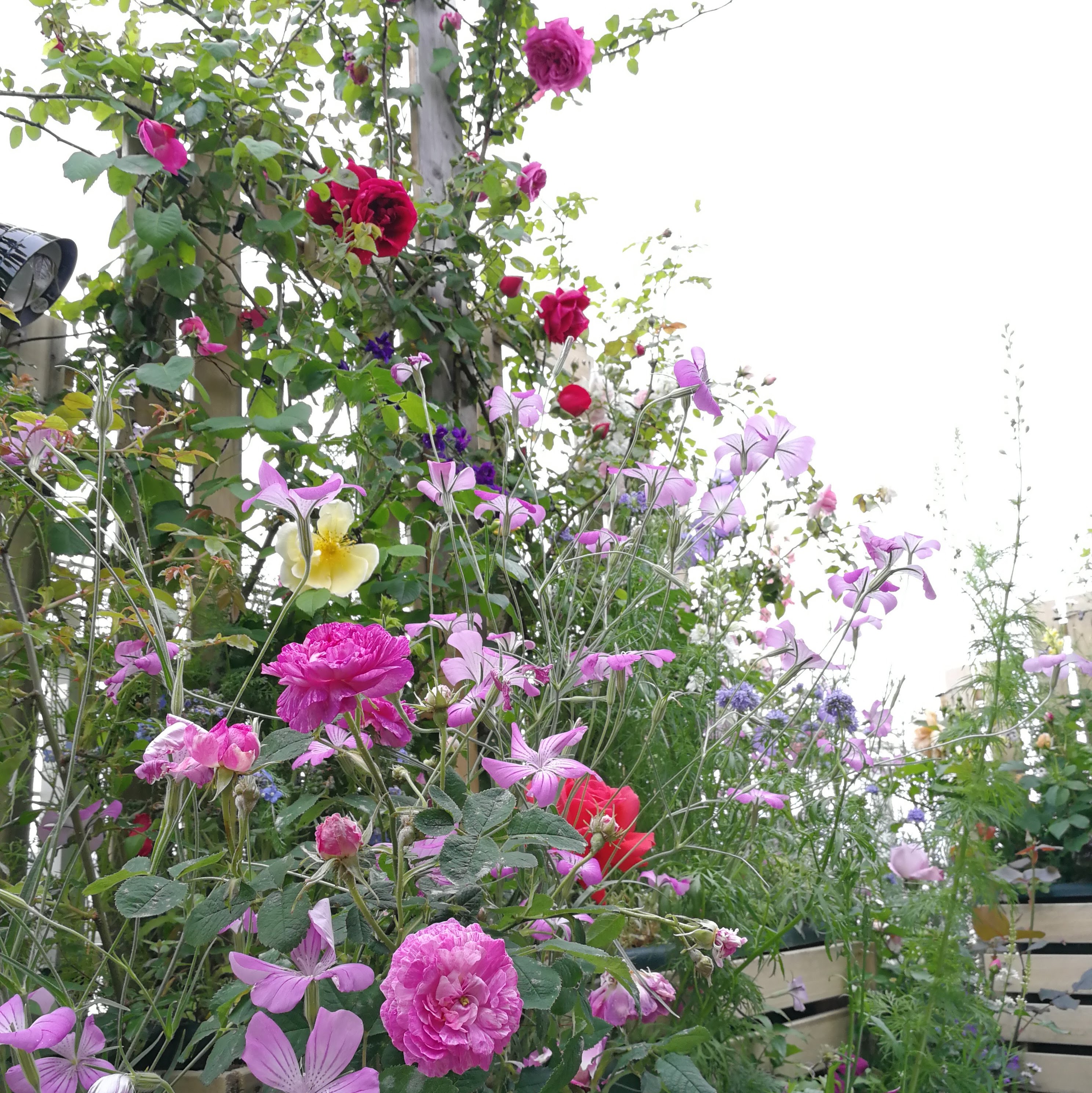 【園主のブログ】バラや花、庭造りに関するあれこれ、セール情報など。