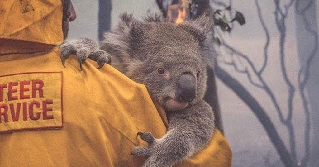 オーストラリアの山火事募金のお願い