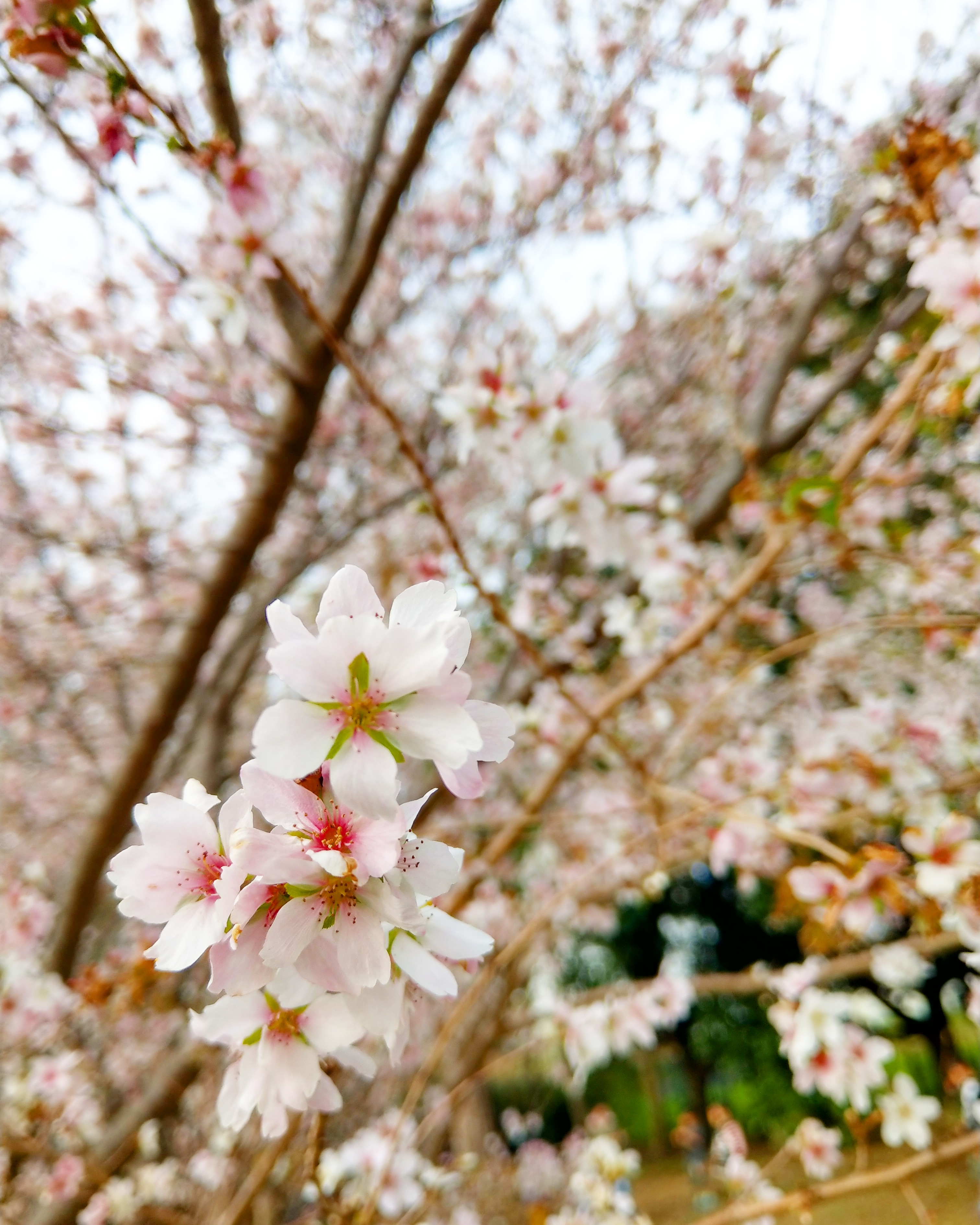 季節外れの桜が咲いていました♪