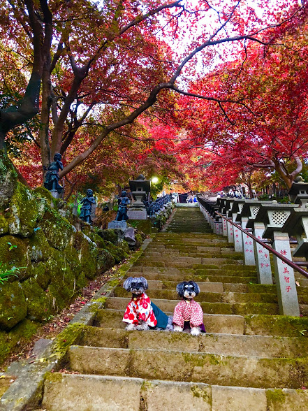 紅葉狩りに行ってきました
