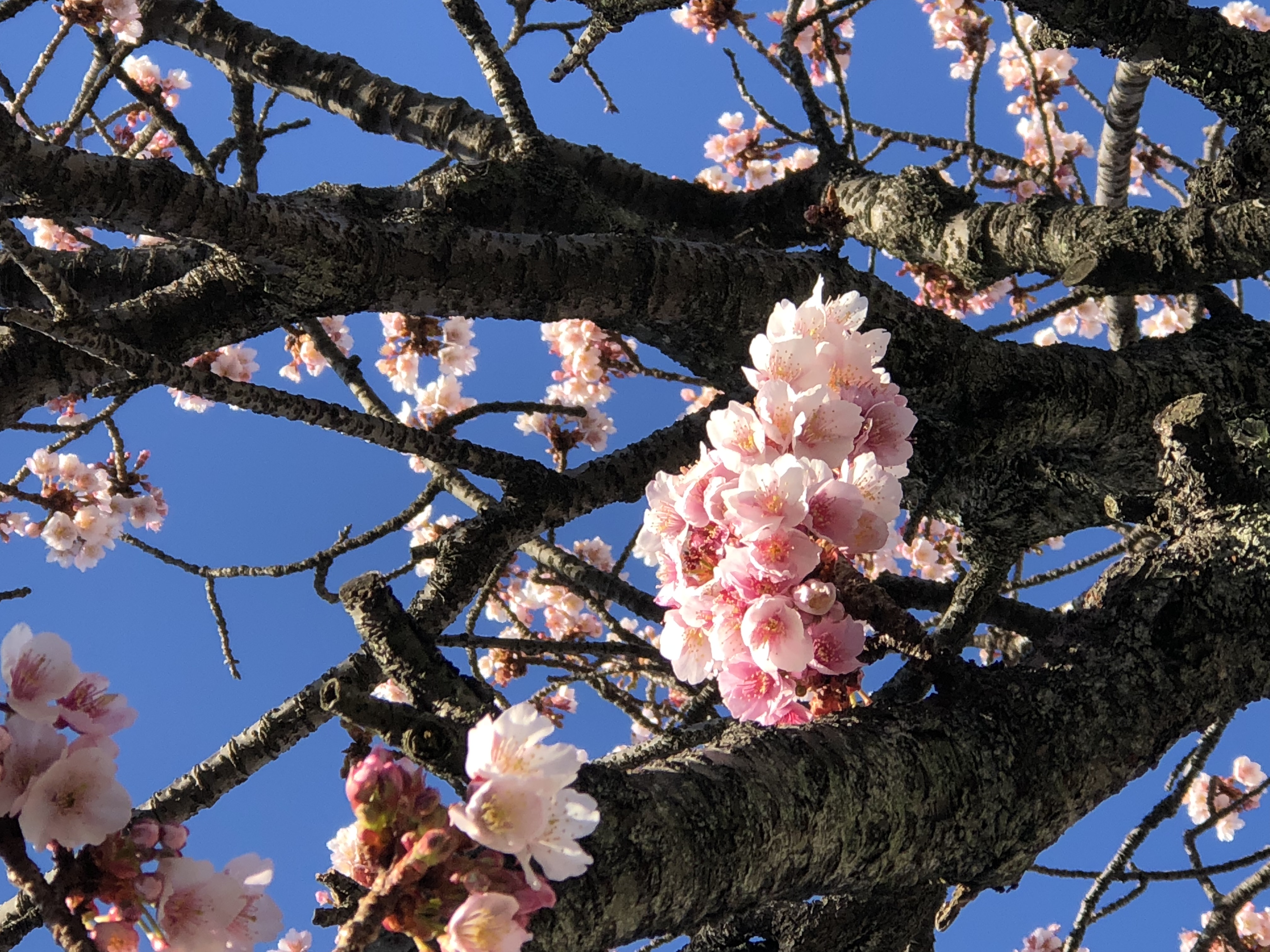 一足早く春を感じてきました。