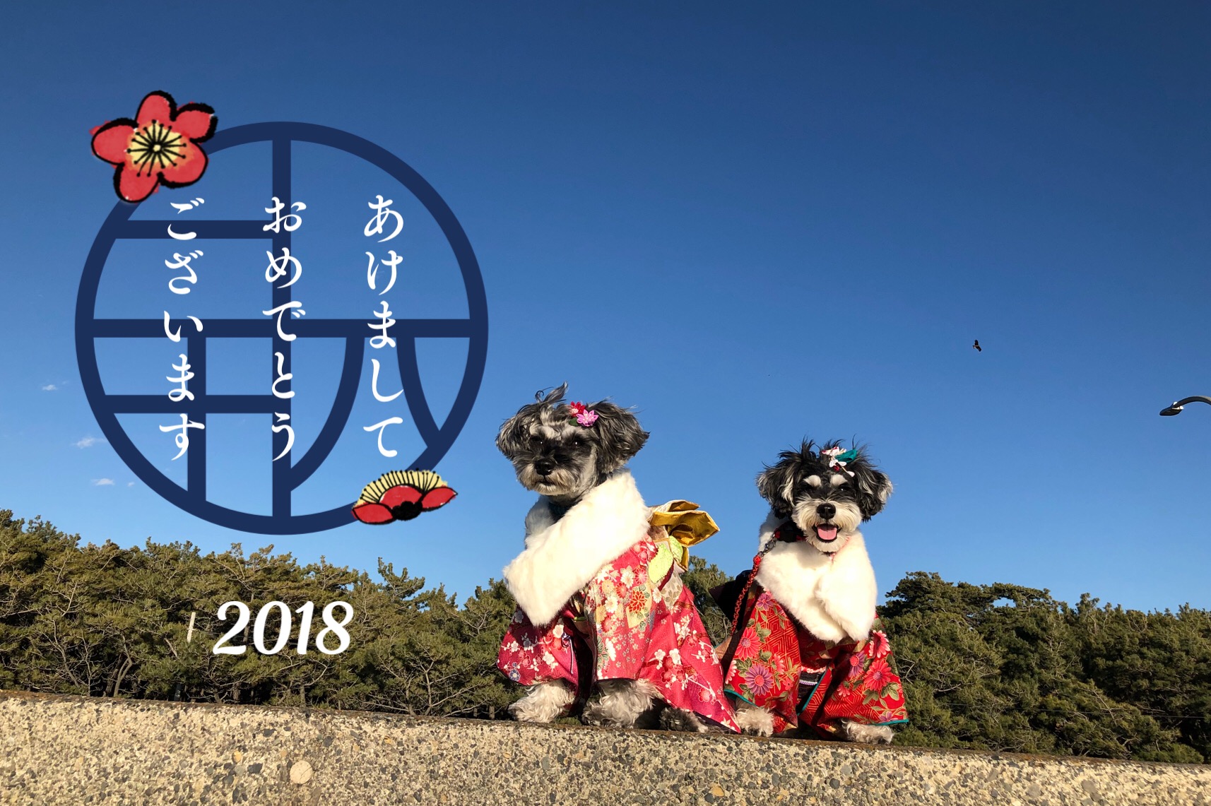 晴れ着で新年を迎えました。そしてお知らせ