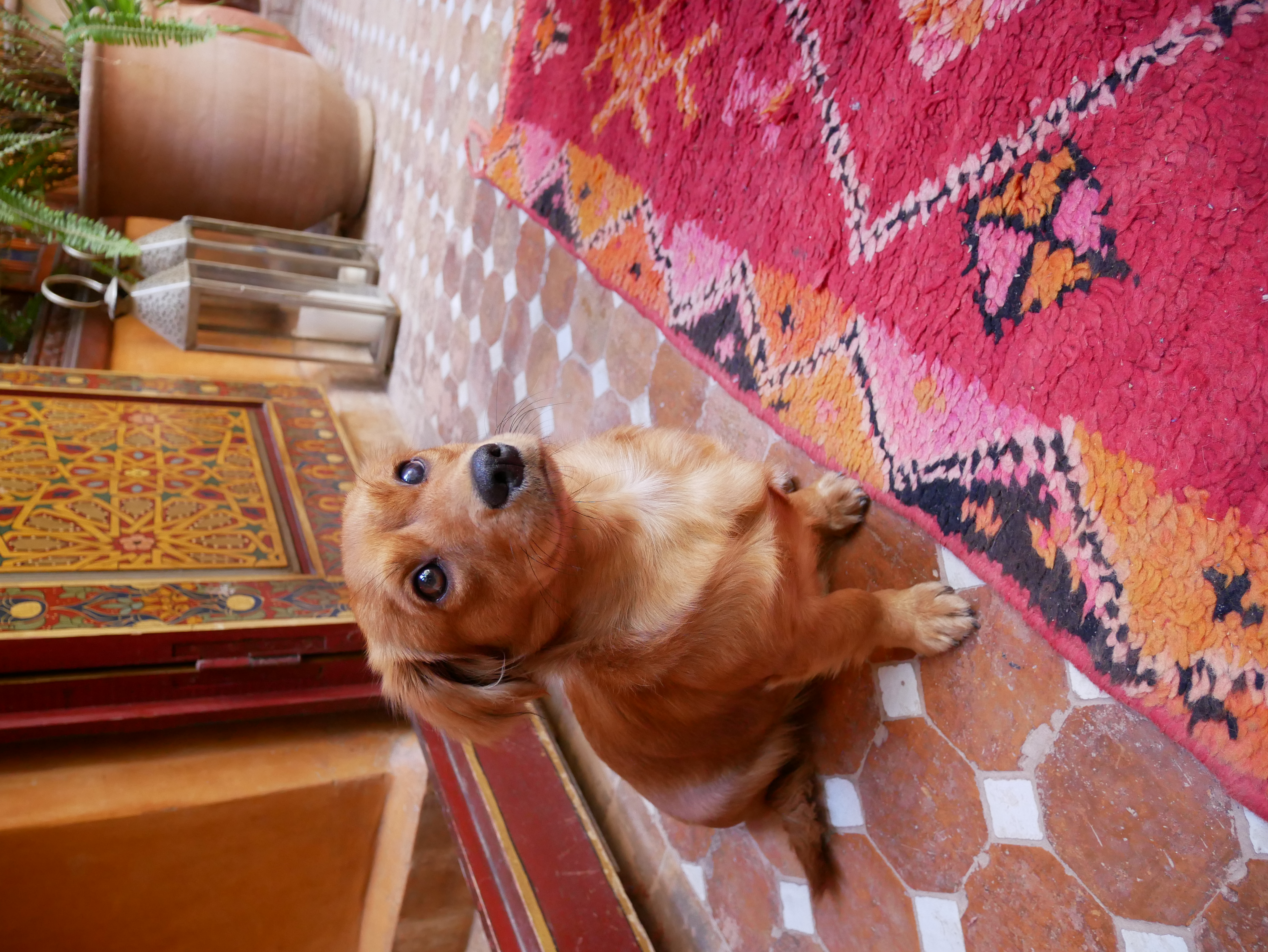 MarrakeshのRiad Jardin Secretにいたモロッコ犬♡♡