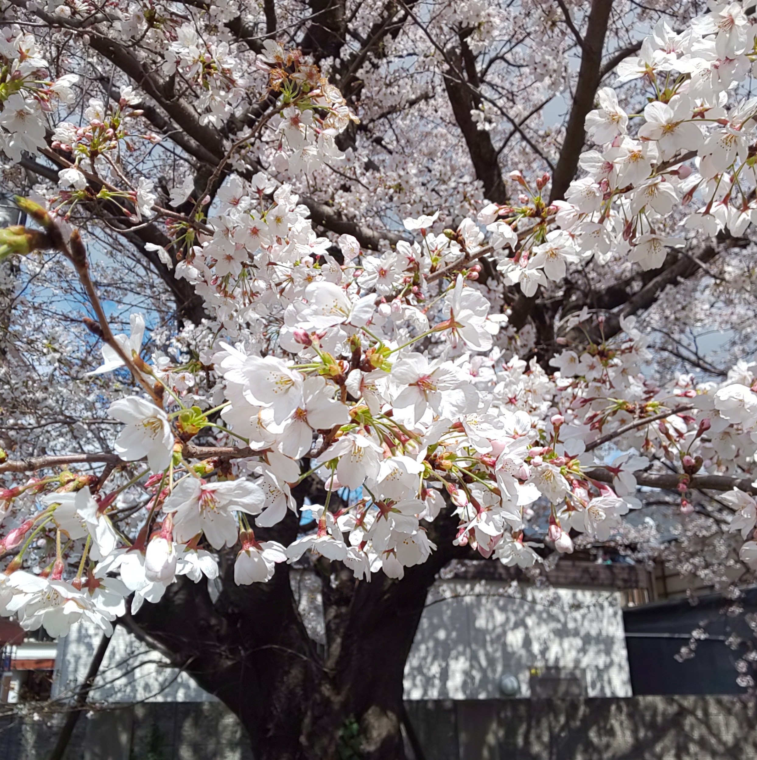 花冷えの今日、満開の桜も