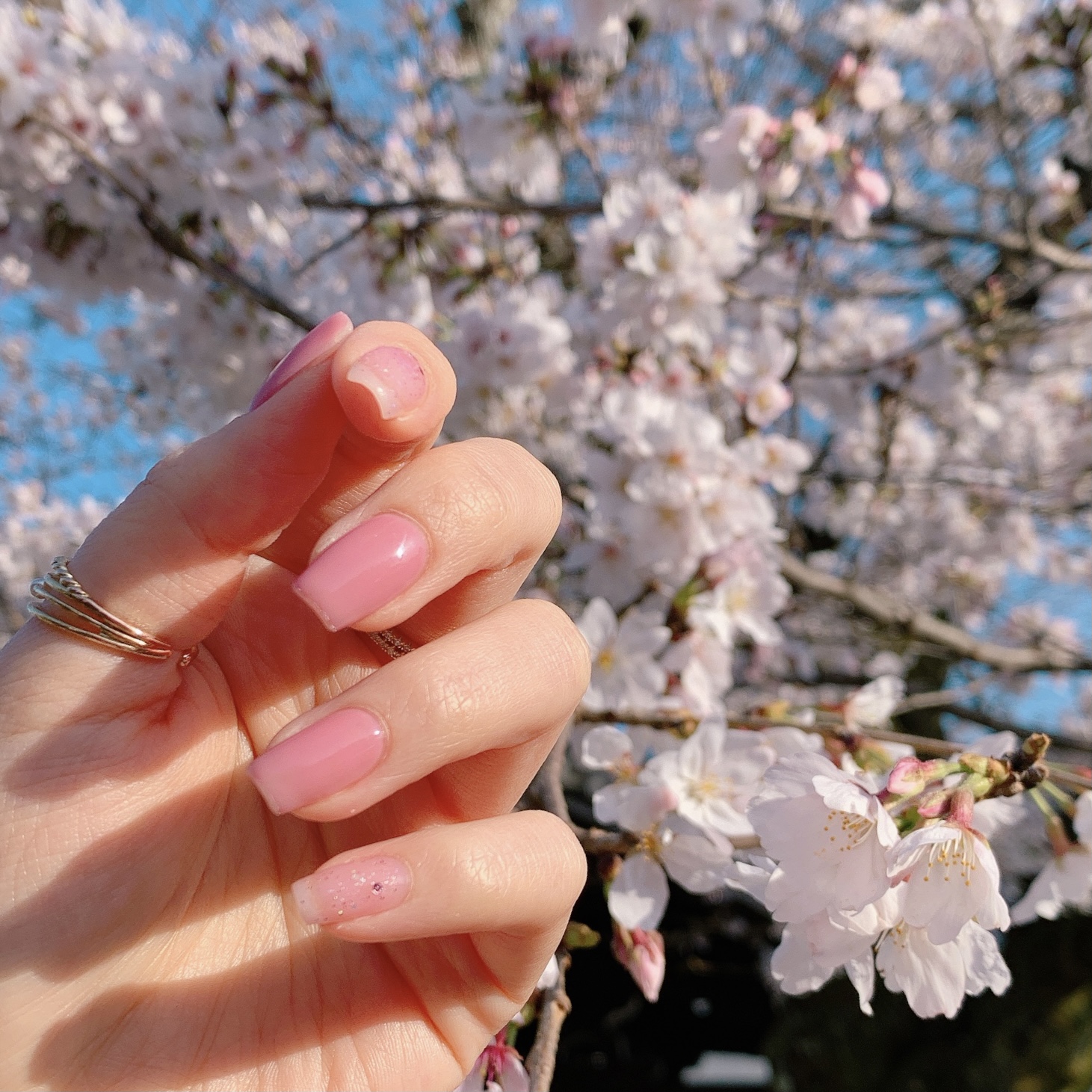SAKURA×桜