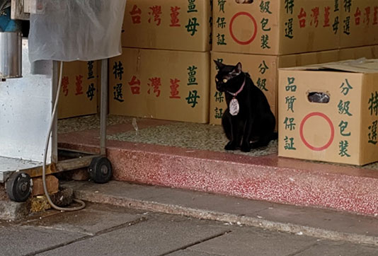 11/1~11/5は商品の発送をお休みさせていただきます&今日は「黒猫の日」です