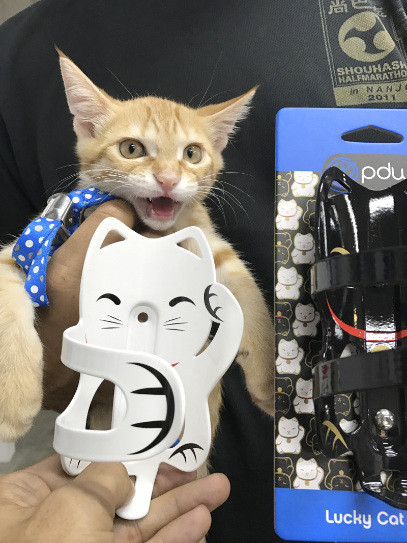 2017.09.04 お友達がきて嬉しいんだニャー　LUCKY CAT CAGE
